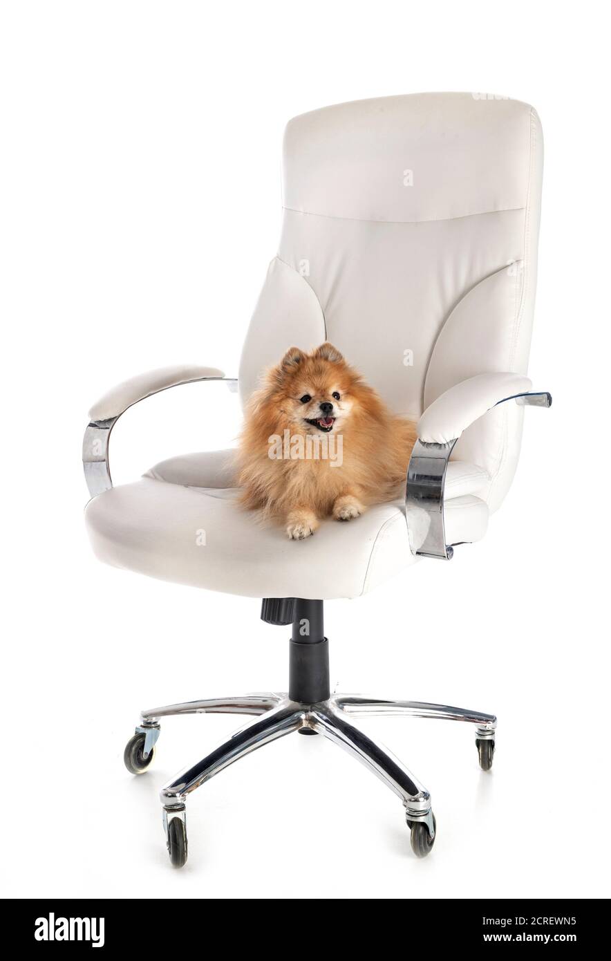 little dogs on chair in front of white background Stock Photo