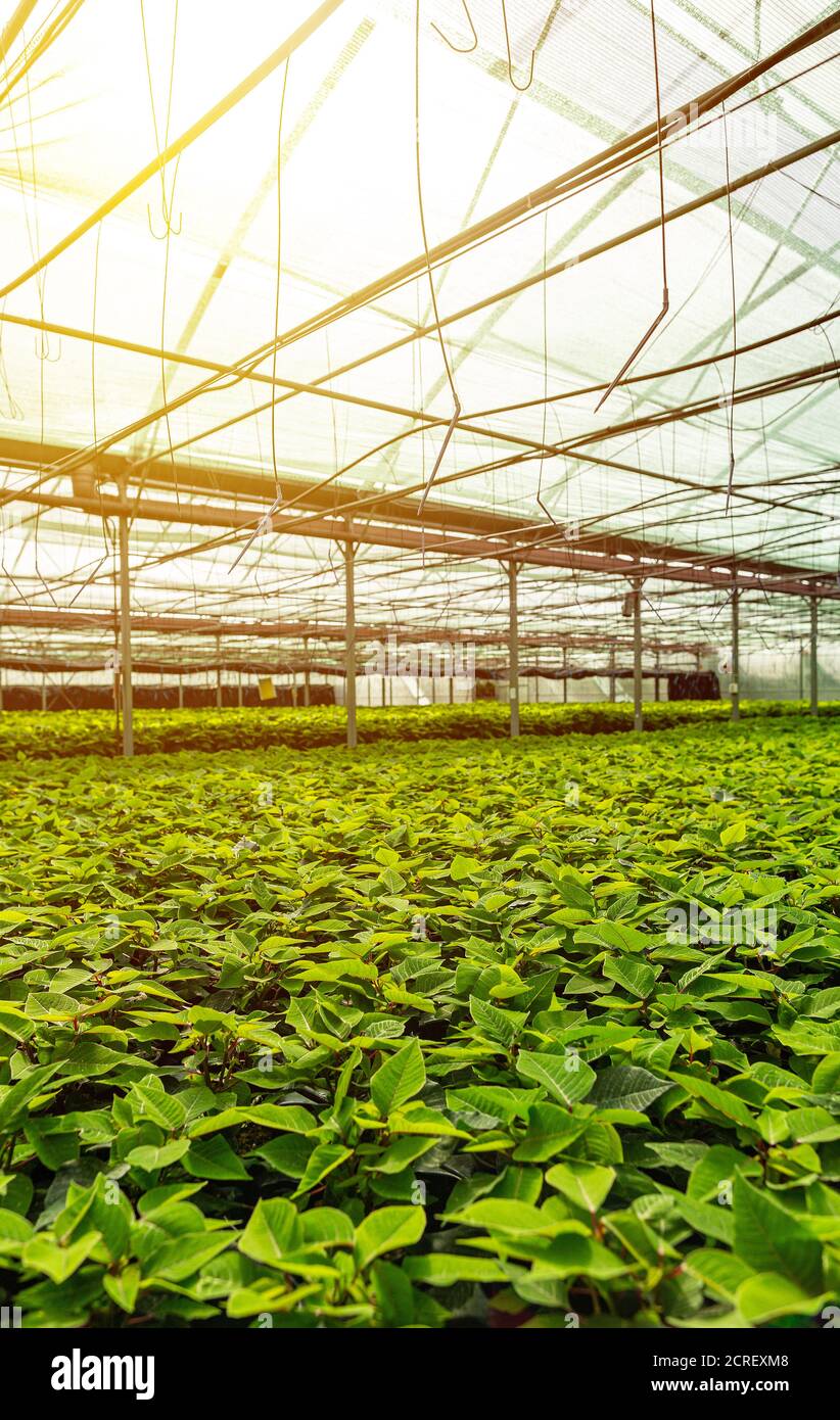 Young poinsettia plants growing in a very large plant nursery Stock ...