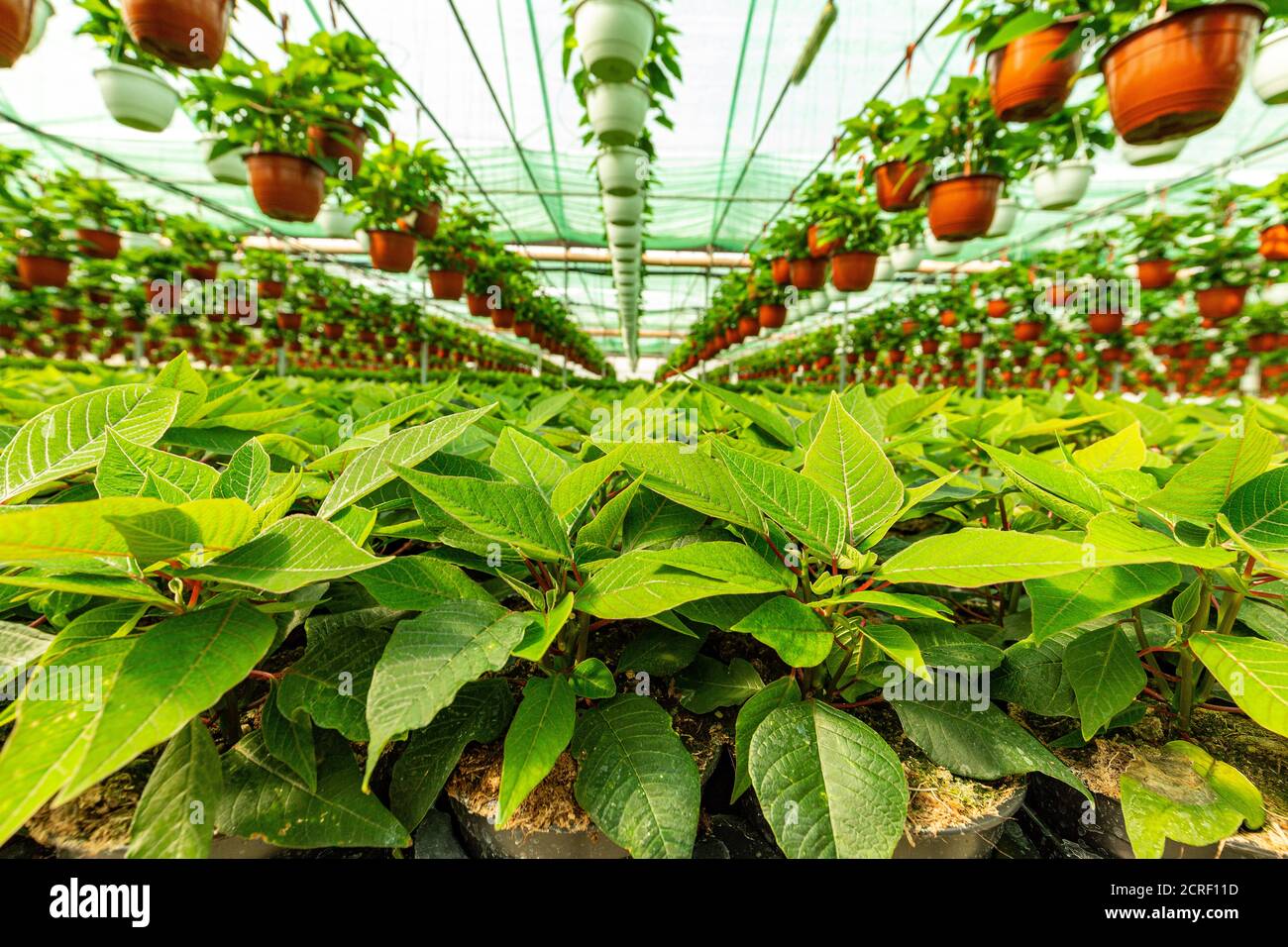 Image of seedlings of poinsettia pulcherrima growing in pots and hanging in sunny hothouse Stock Photo