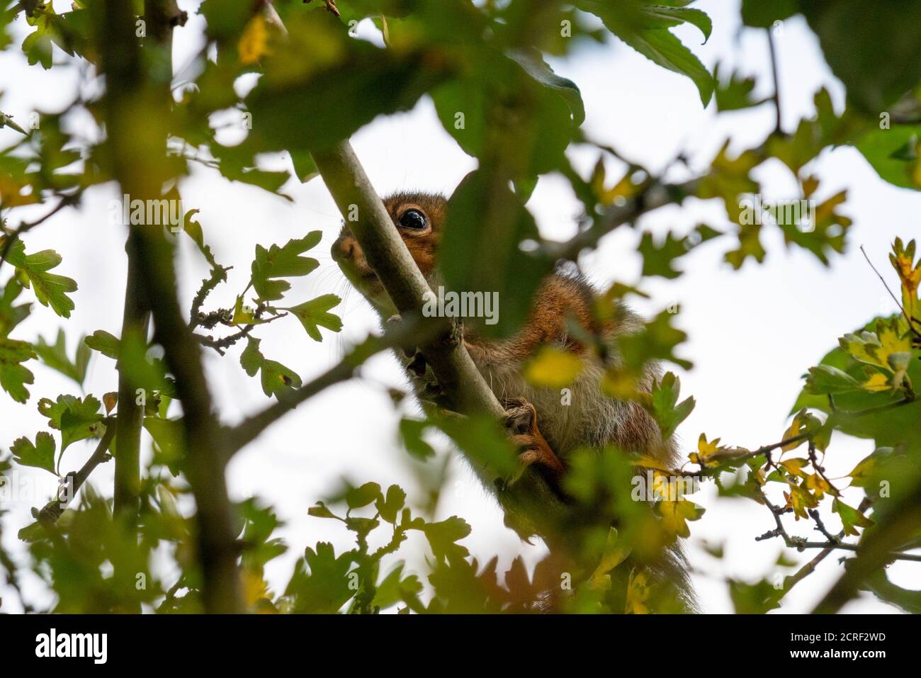 Grey squirrel hiding in tree Stock Photo