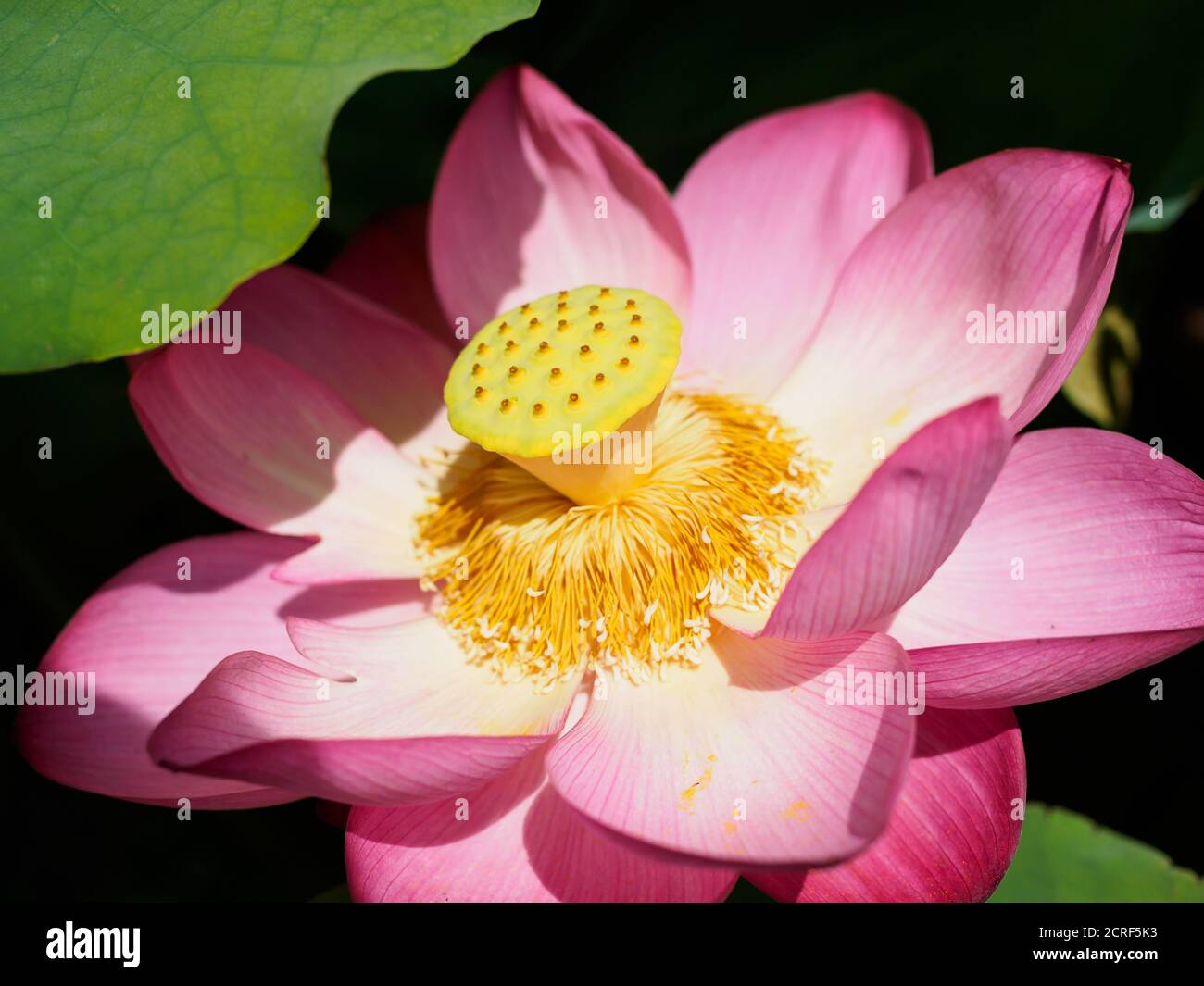 Lotus flower (Nelumbo nucifera) in a garden in Tokyo Japan Stock Photo