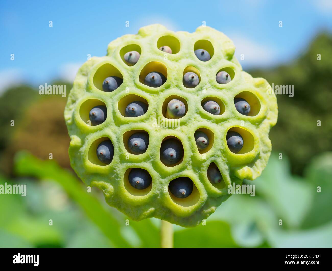 Lotus flower seedhead (Nelumbo nucifera) in a garden in Tokyo Japan Stock Photo