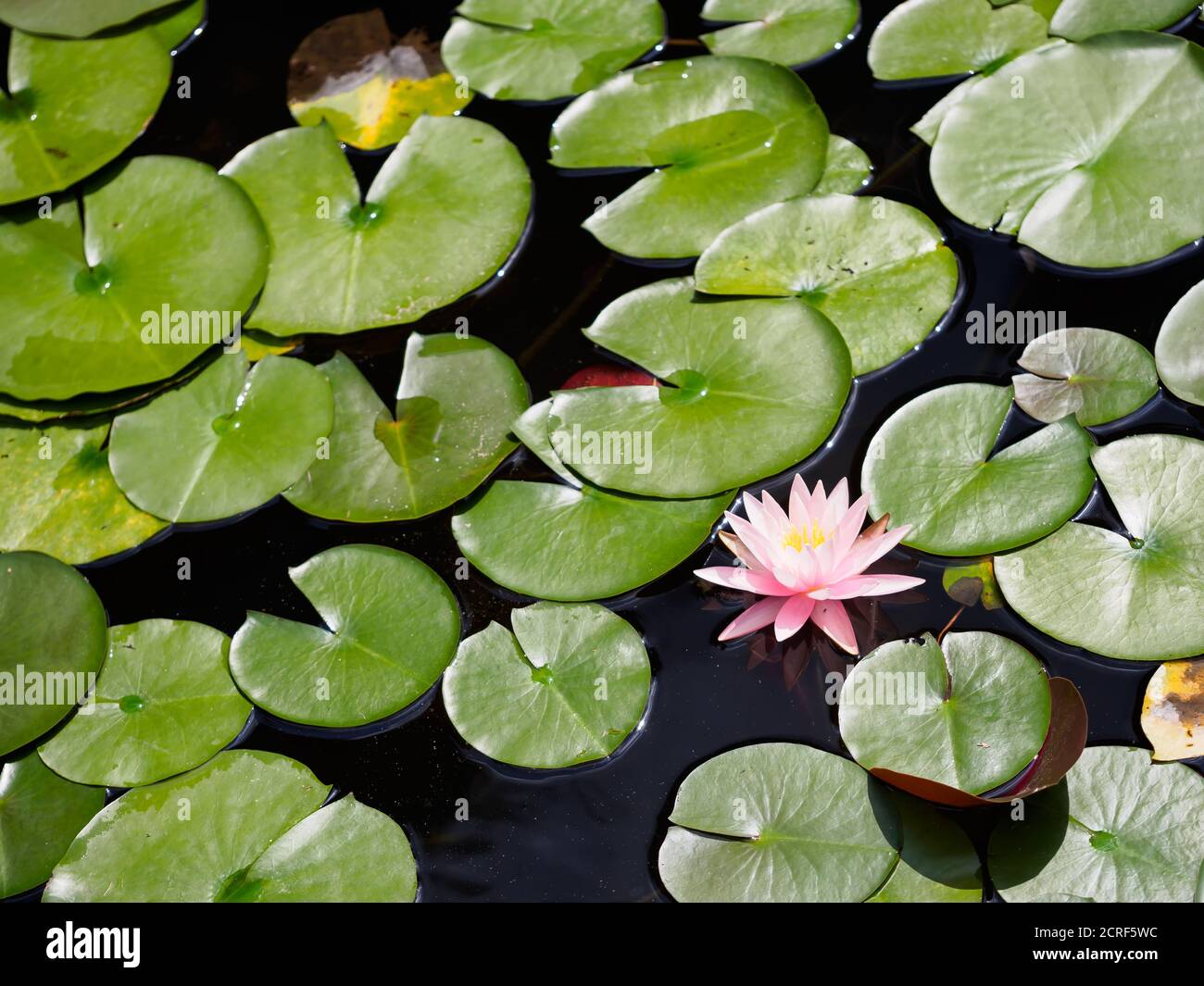 Water lilies in the botanic garden in Tokyo, Japan. Stock Photo