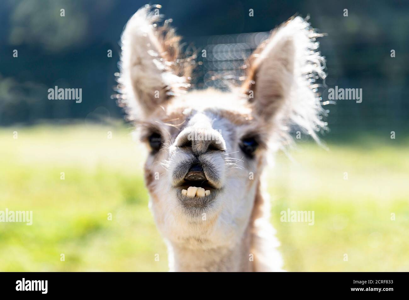 Portrait of Alpaca showing teeth Stock Photo Alamy