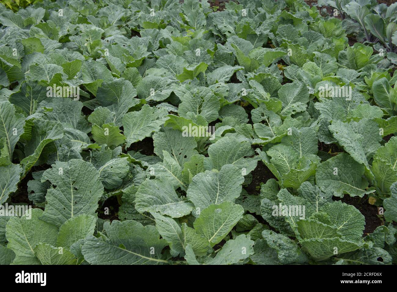 Home Grown Organic Savoy Cabbage (Brassica oleracea 'Spinel') Growing on an Allotment in a