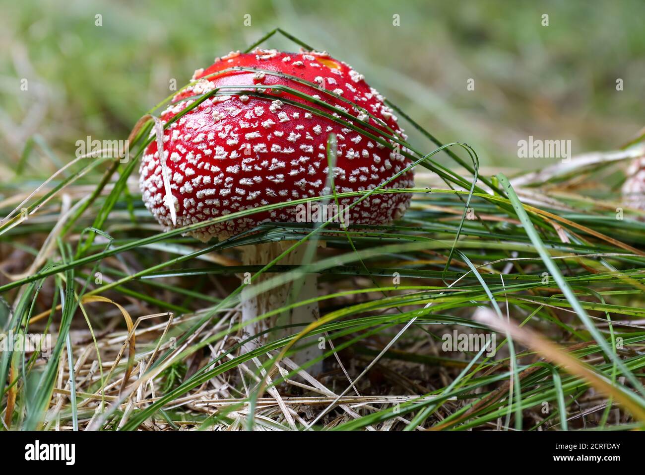 Red toadstool growing in the grass - Amanita muscaria, poisonous fungus Stock Photo