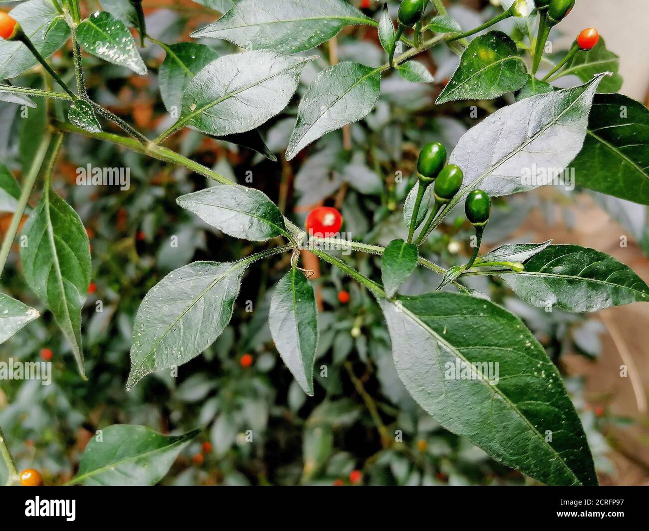 Closeup of red deadly nightshades on a plant Stock Photo