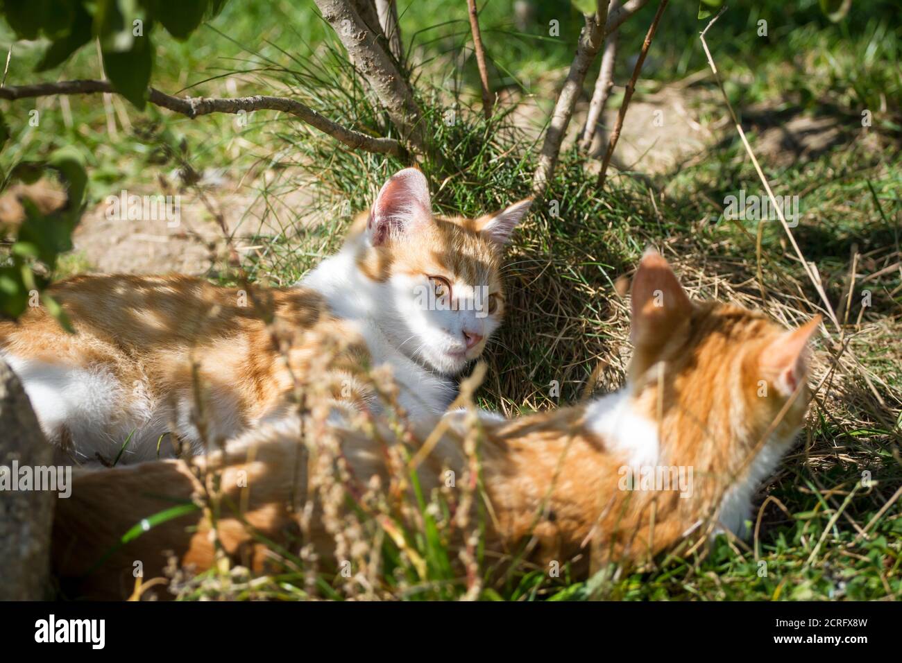 Two young red tom-cats playing Stock Photo