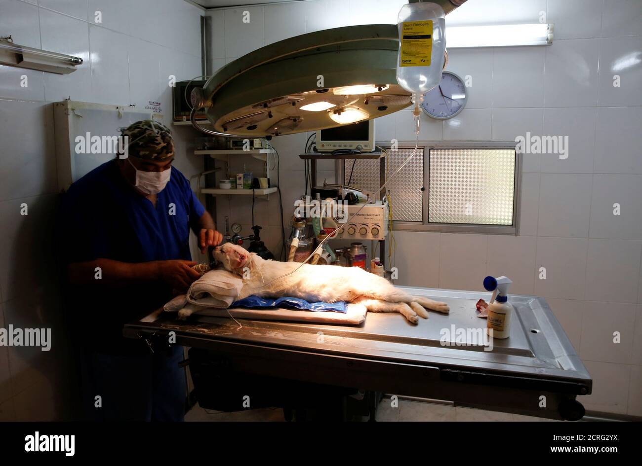 Cat skin cancer hires stock photography and images Alamy