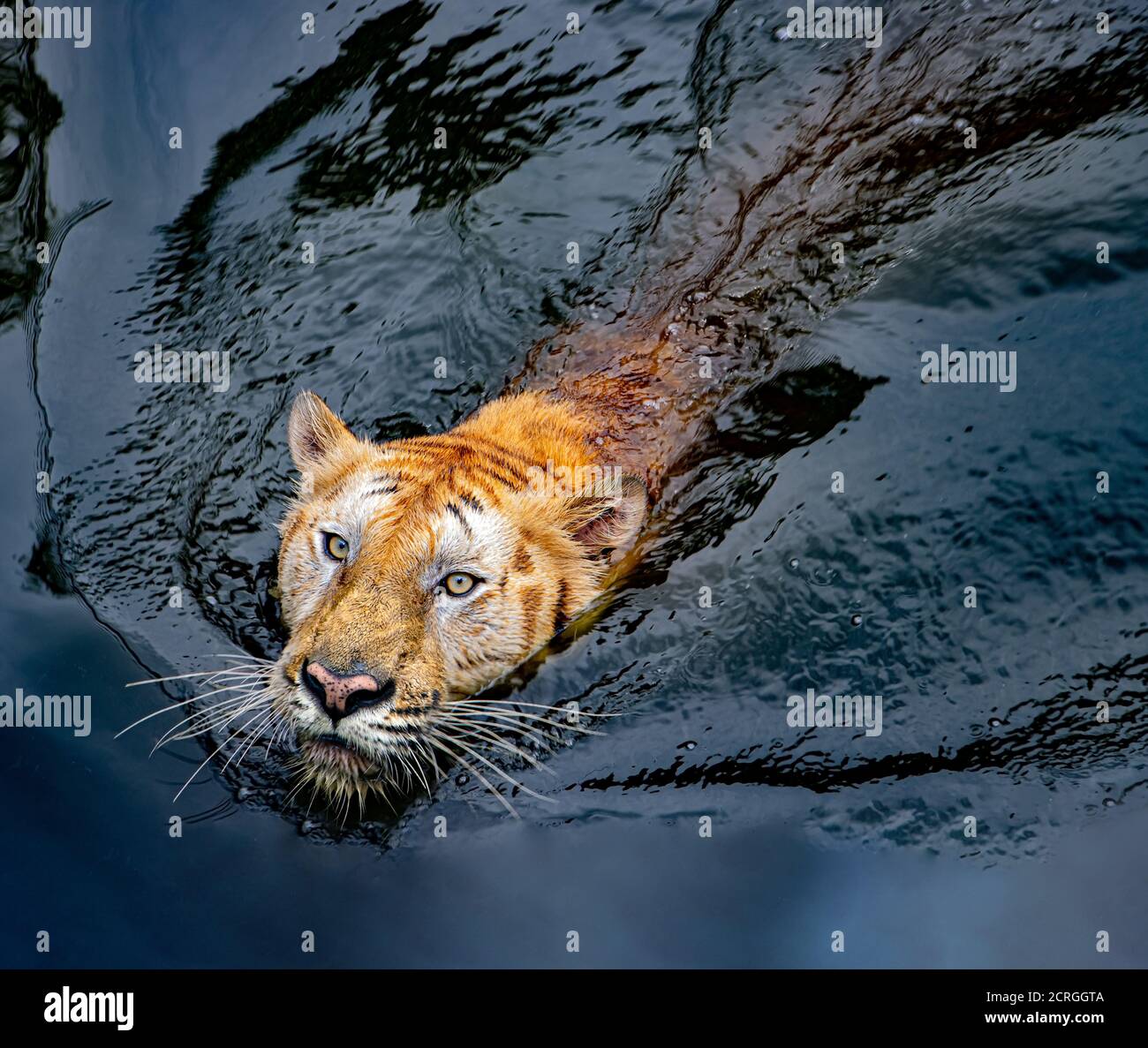 The tiger swims on the water. The floating tiger breaks the waves on the dark water surface. Stock Photo