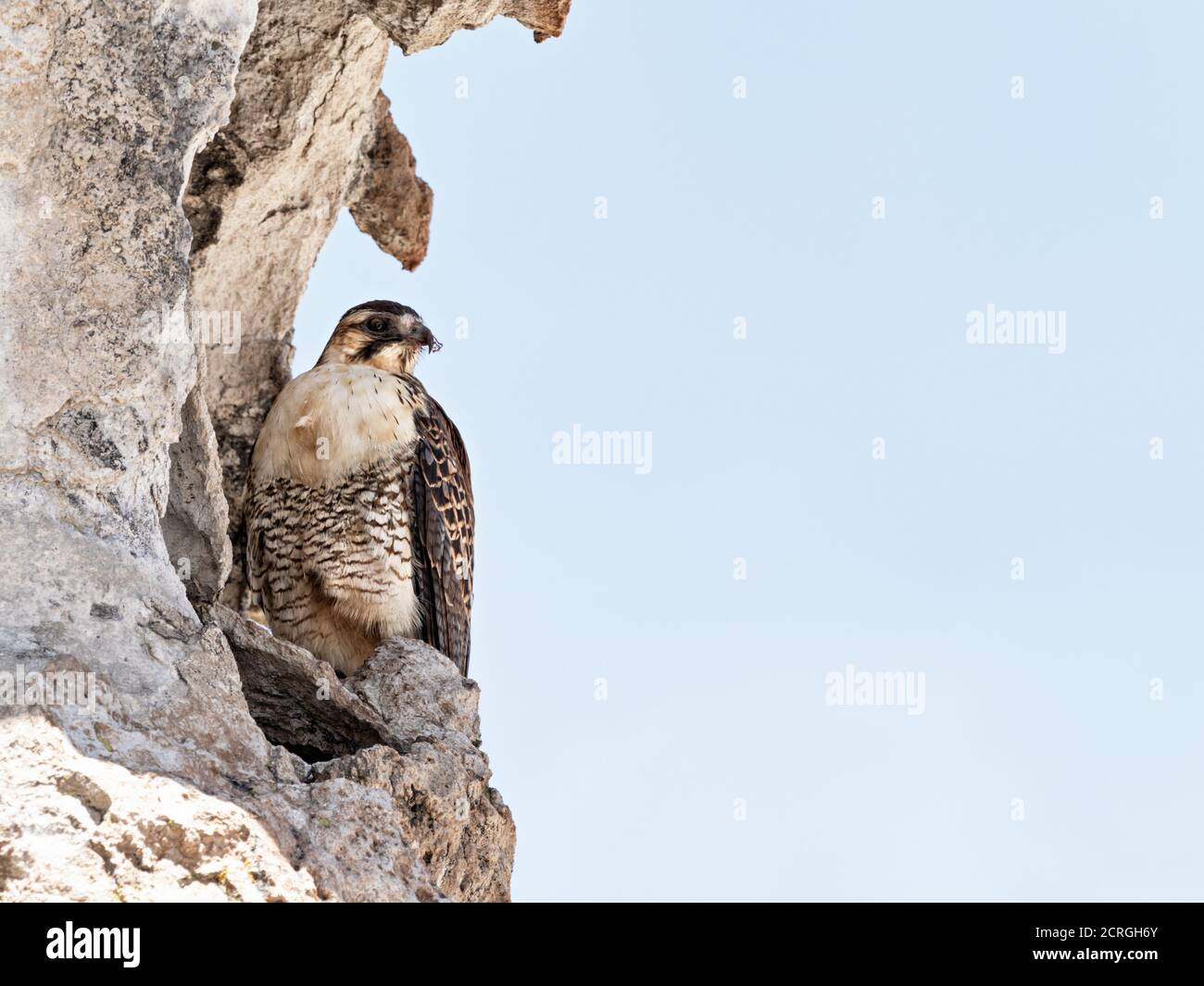 Wildlife photo of a juvenile Variable Hawk (Geranoaetus polyosoma) perched on a rocky outcrop in the highland of Peru Stock Photo