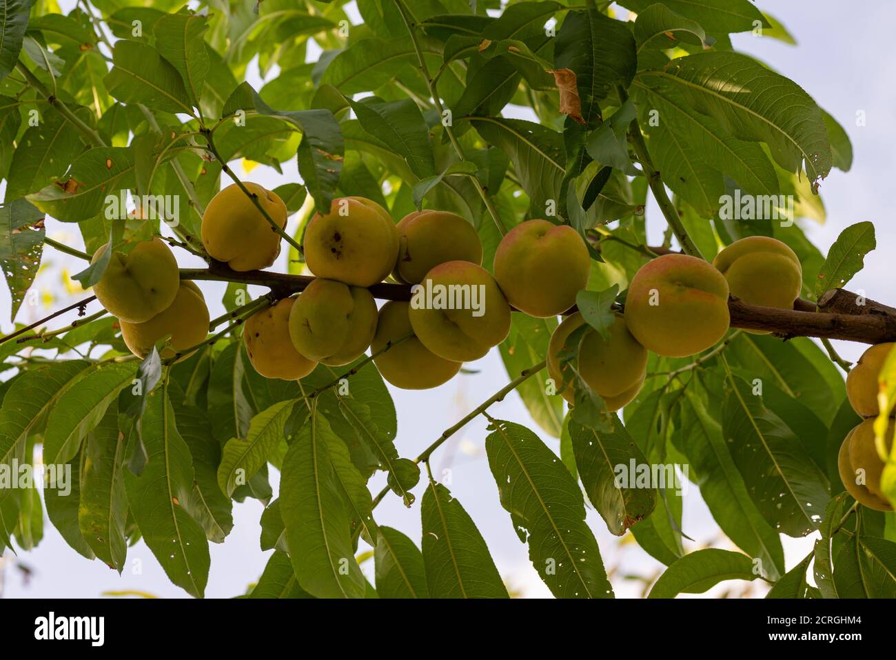 September peaches on the plant ready for harvest Stock Photo