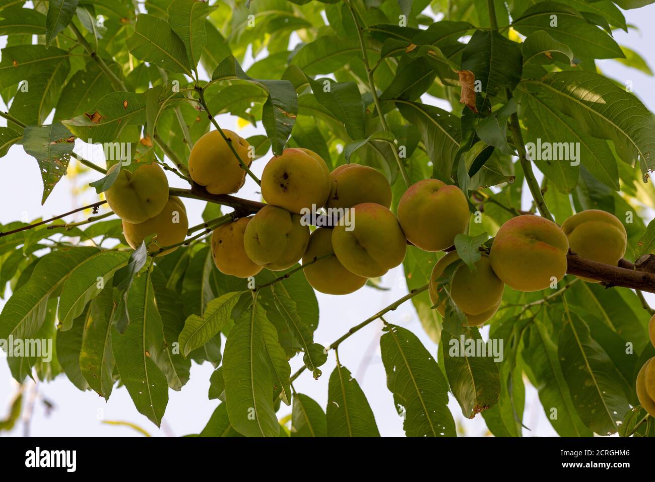 September peaches on the plant ready for harvest Stock Photo