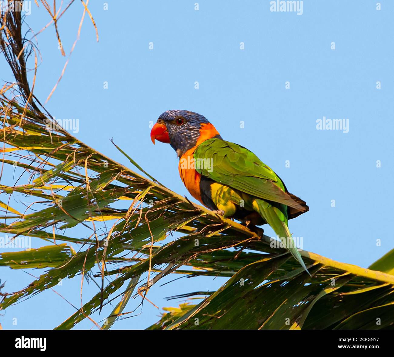 Red-collared Lorikeet (Trichoglossus rubritorquis) perched on a palm frond, Batchelor, Northern Territory, NT, Australia Stock Photo