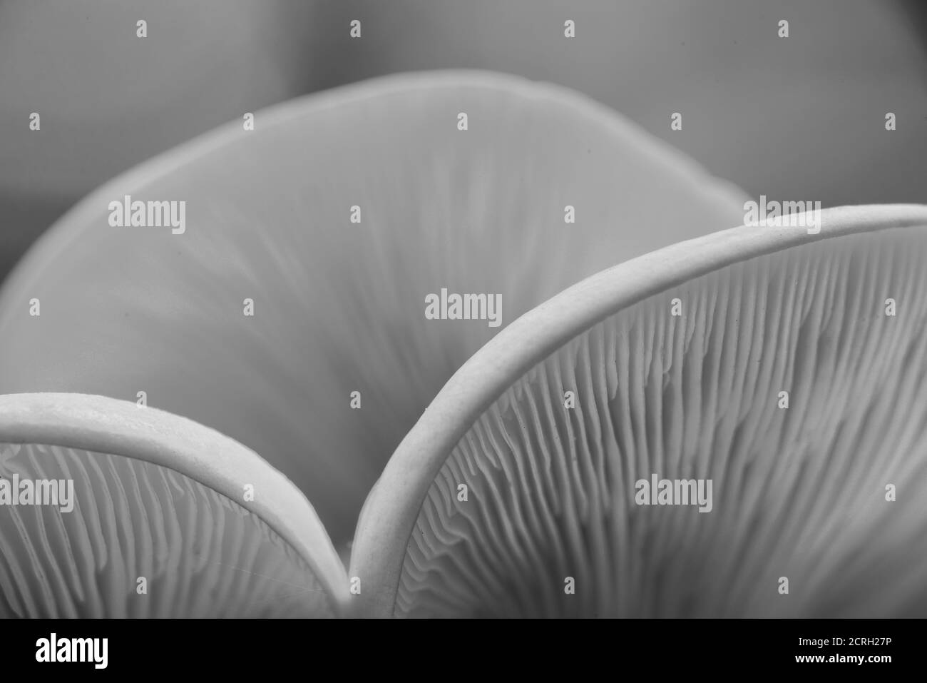 Detail of a huge brown and white mushroom Macrolepiota procera Stock Photo