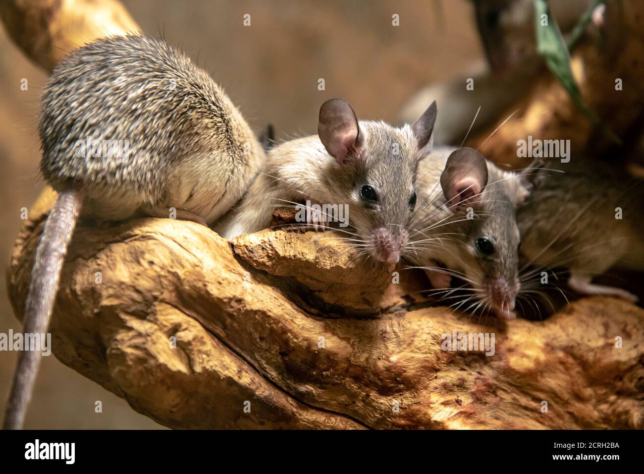 The group of Somali grass rat - Neumann's grass rat. Arvicanthis somalicus. Stock Photo