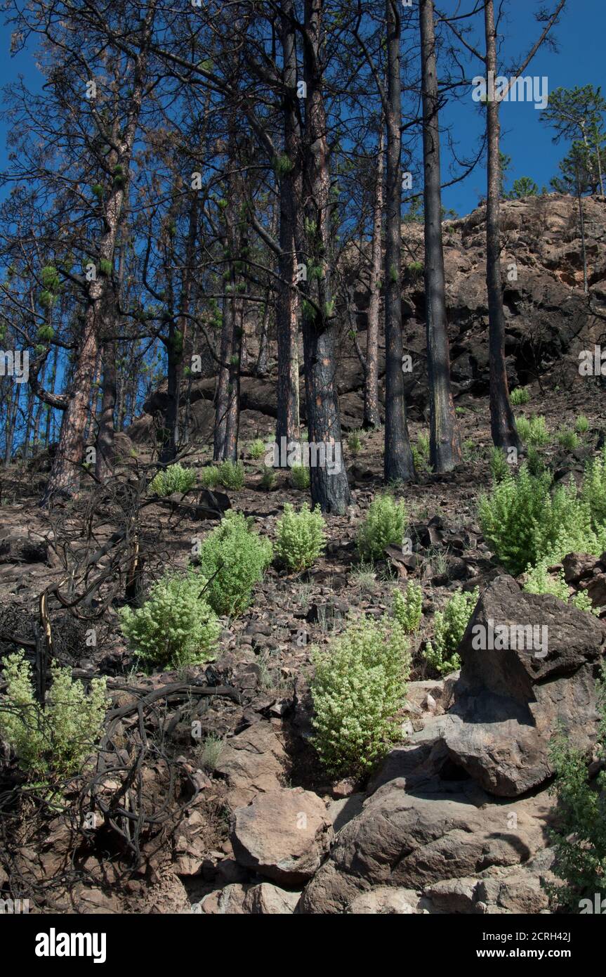 Burned forest of Canary Island pine Pinus canariensis and shrubs of Bystropogon origanifolius. Reserve of Inagua. Gran Canaria. Canary Islands. Spain. Stock Photo