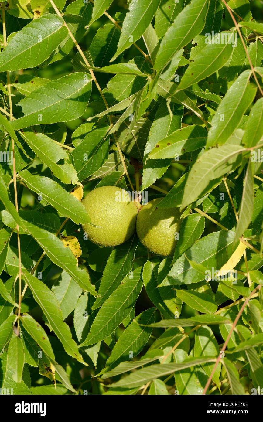 Butternut Tree - Juglans cinerea, leaves & nut Stock Photo