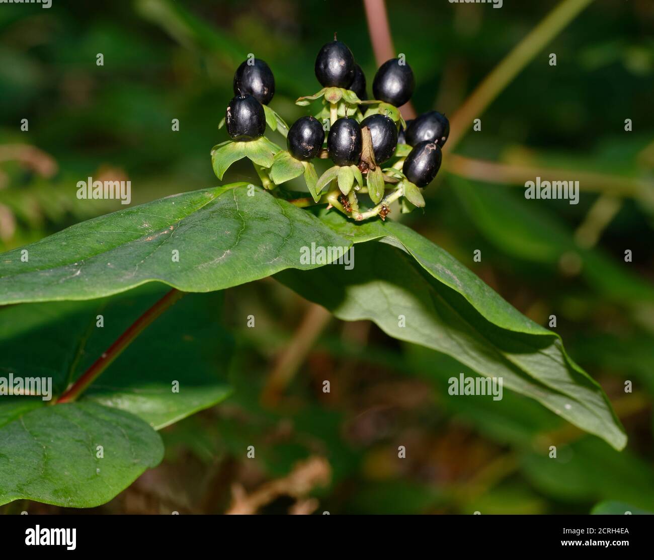 Tutsan - Hypericum androsaenum, black berries Stock Photo