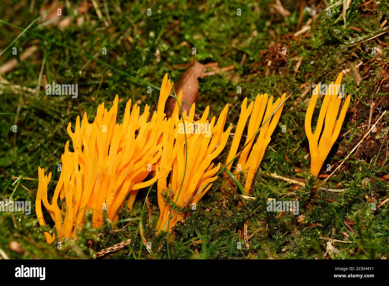 Yellow Stagshorn Fungus - Calocera viscosa, large group growing among moss Stock Photo