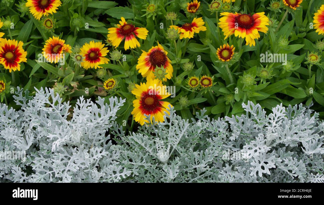 Colourful flowerbed contrasting ice white foliage and red and yellow gaillardia Stock Photo