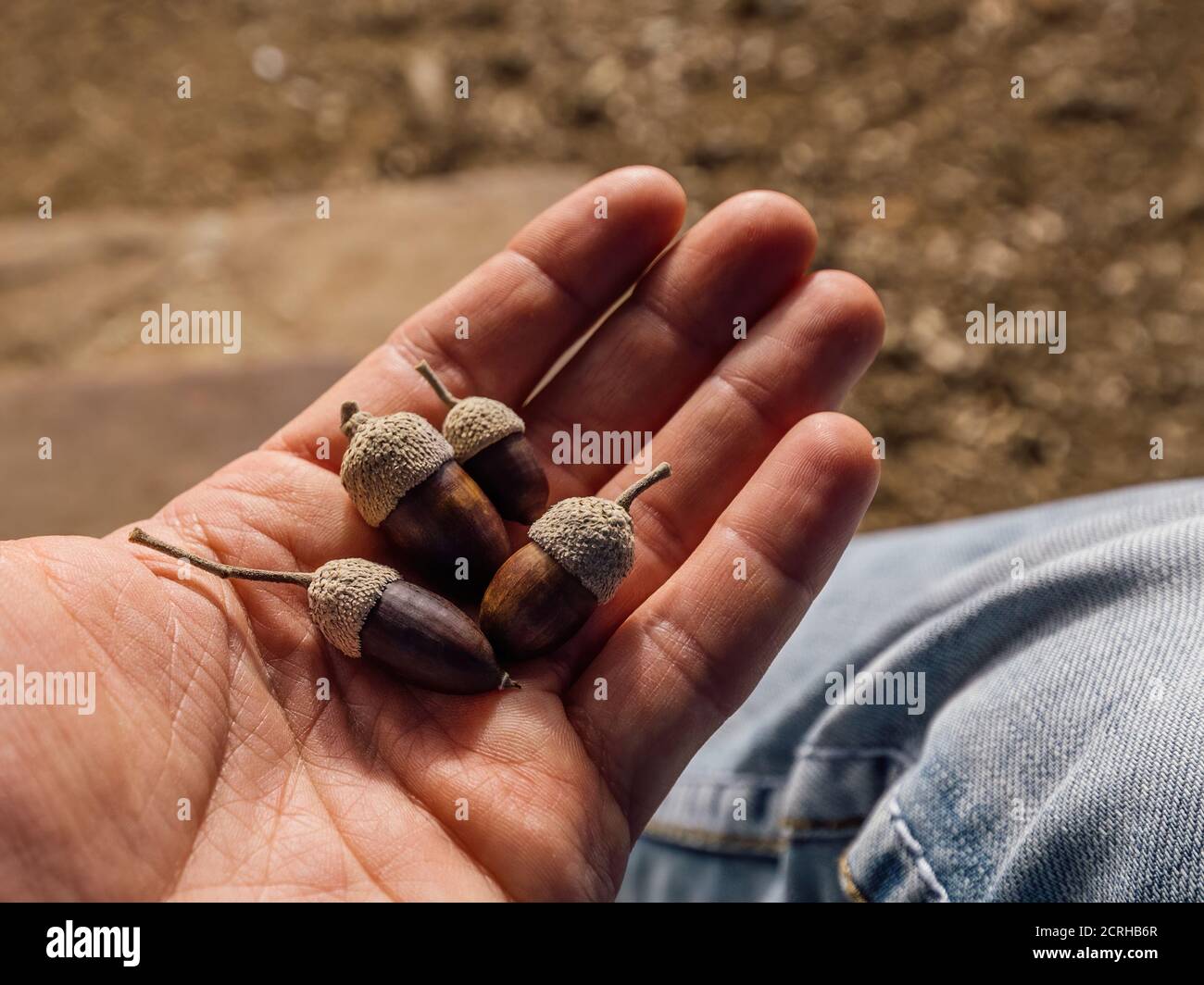 Acorn In Hand Hold acorns hi-res stock photography and images - Alamy