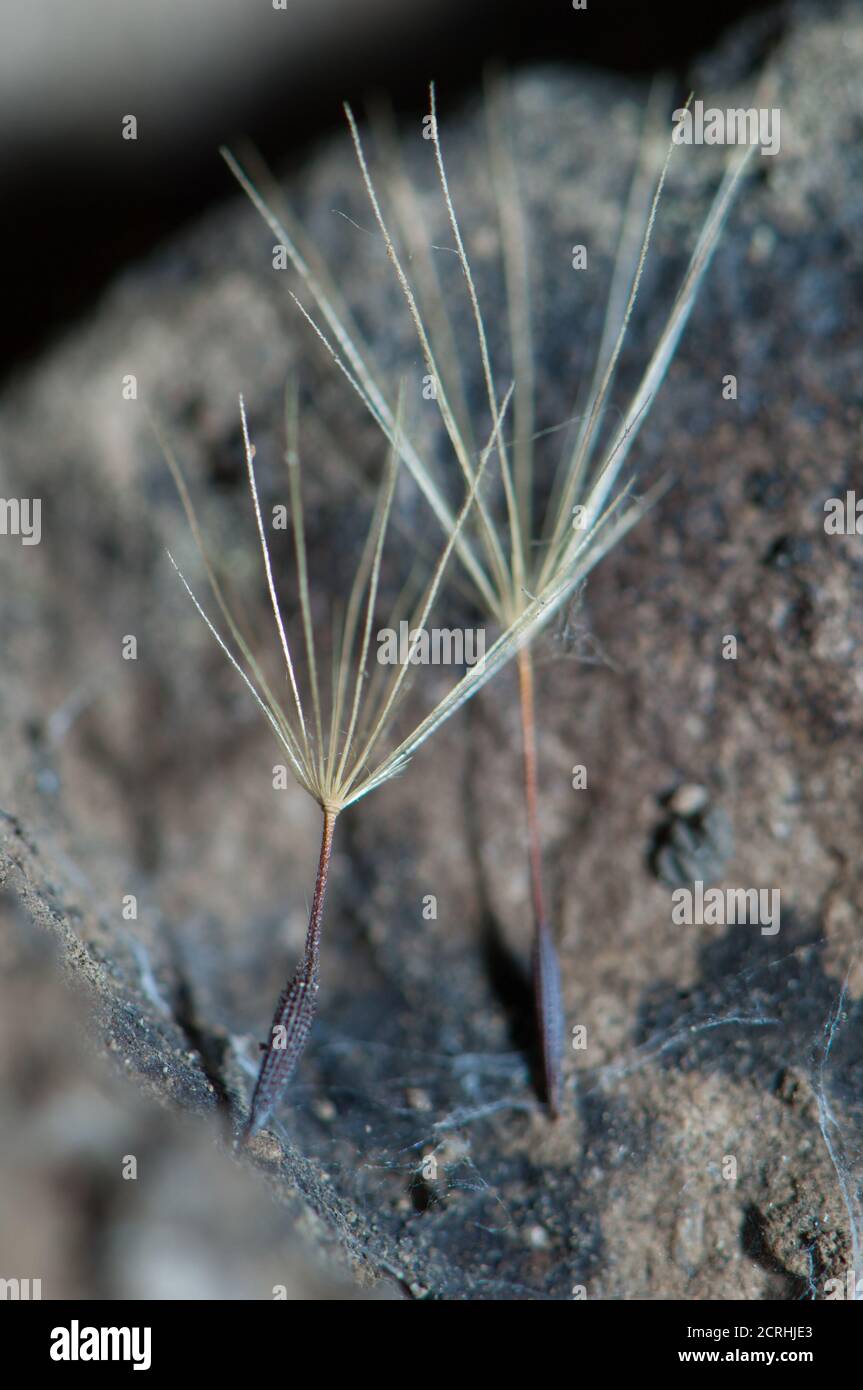 Dandelion seeds on a rock. Integral Natural Reserve of Inagua. Gran Canaria. Canary Islands. Spain. Stock Photo