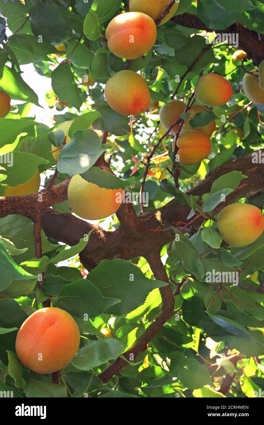 Abricotier Et Abricots Stock Photo Alamy Abricotier Et Abricots Stock Photo Alamy