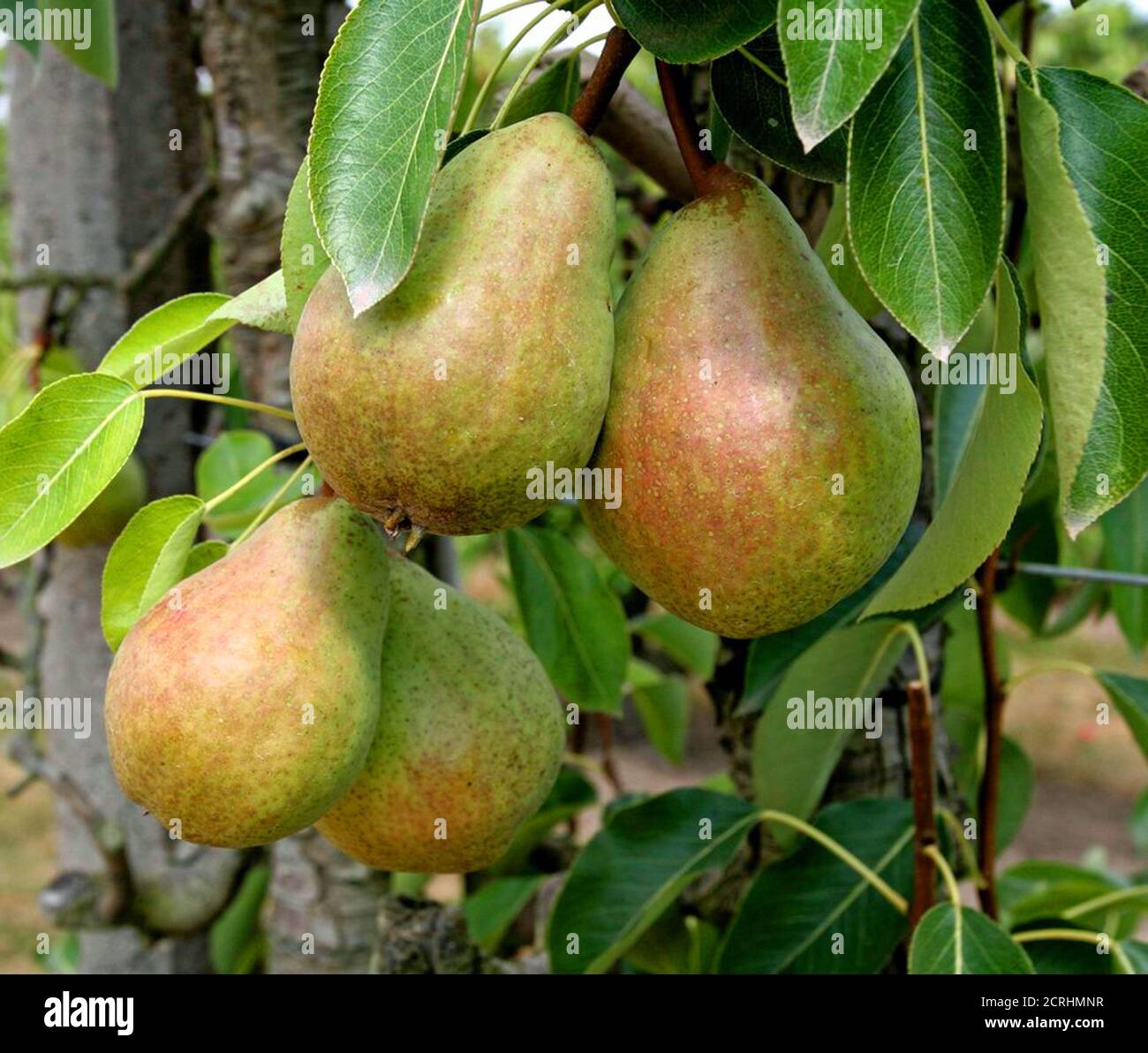 Poires hires stock photography and images Alamy