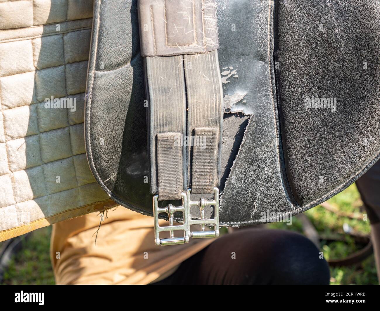 Changing and setting the horse english saddle. Open saddle girth. Children riding school Stock