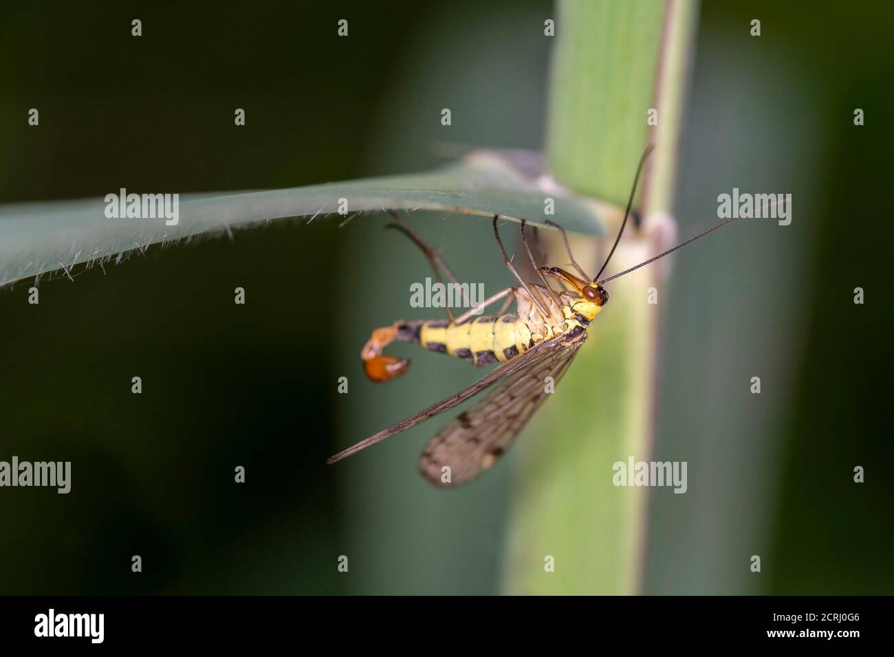 Common scorpionfly - Panorpa communis - male, in its natural habitat Stock Photo