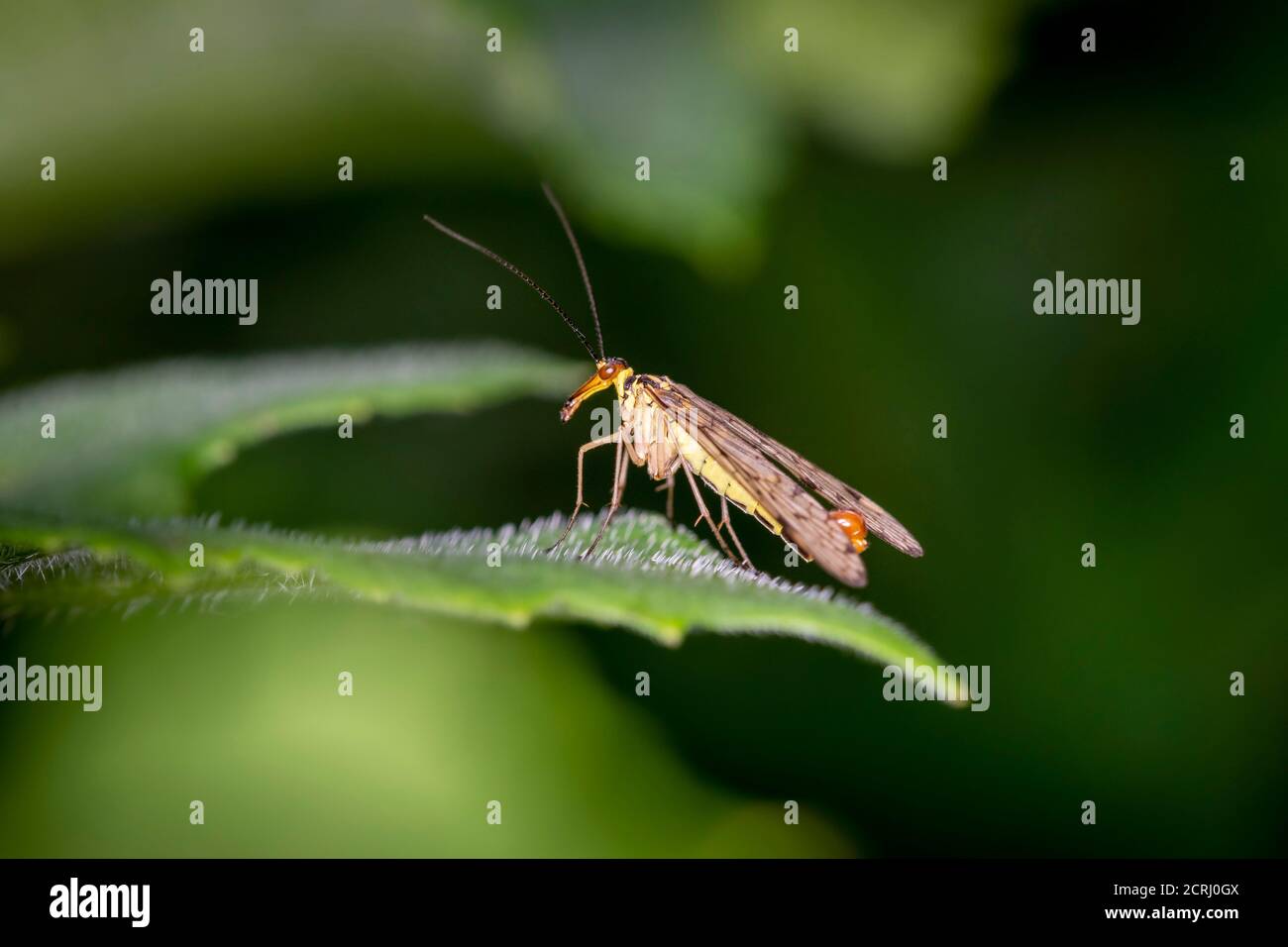 Common scorpionfly - Panorpa communis - male, in its natural habitat Stock Photo