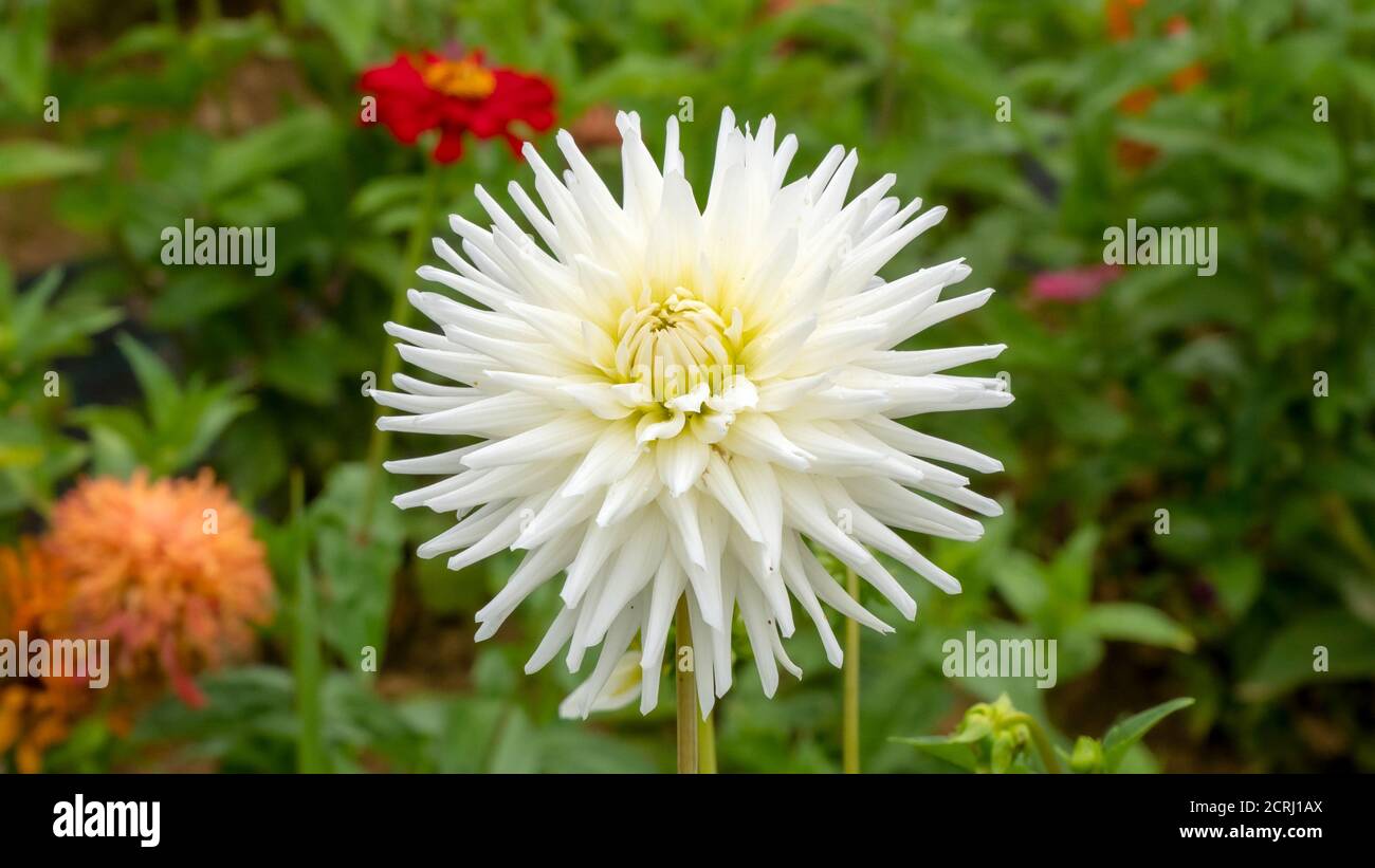 White chrysanthemum flower plant hi-res stock photography and images ...