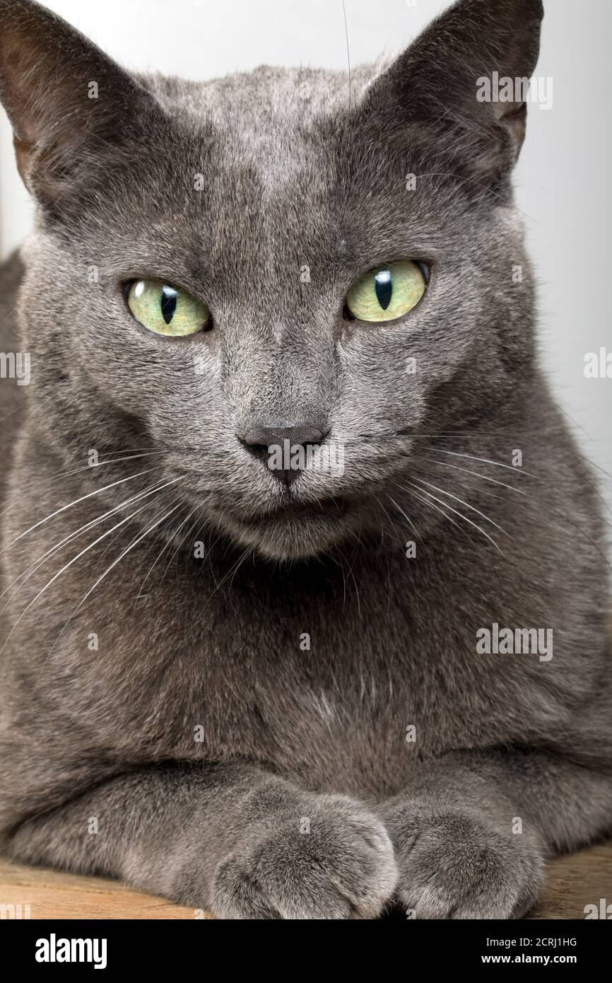 Close up of a grey cat looking into the camera Stock Photo