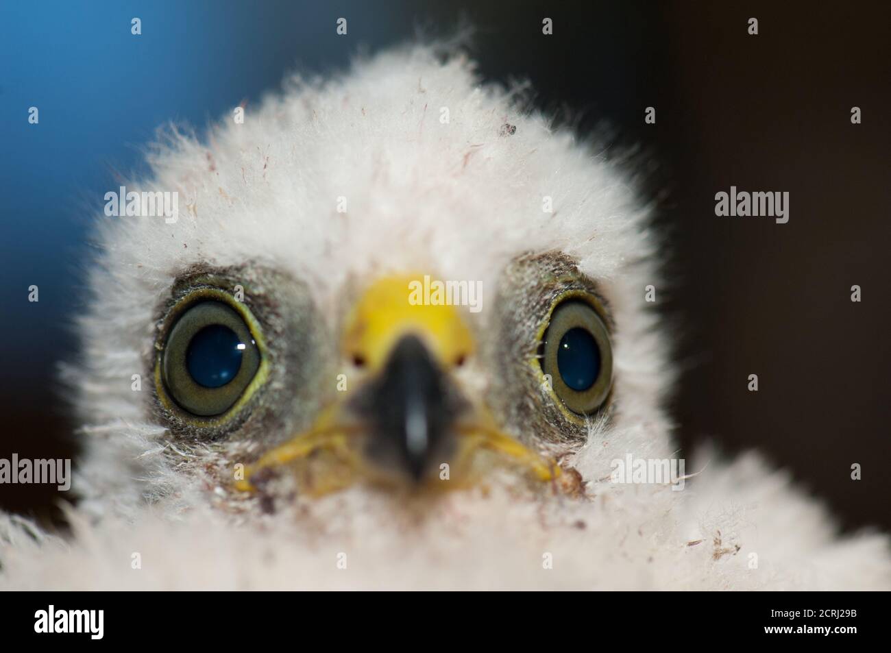 Chick of Eurasian sparrowhawk Accipiter nisus granti. The Nublo Rural Park. Tejeda. Gran Canaria. Canary Islands. Spain. Stock Photo