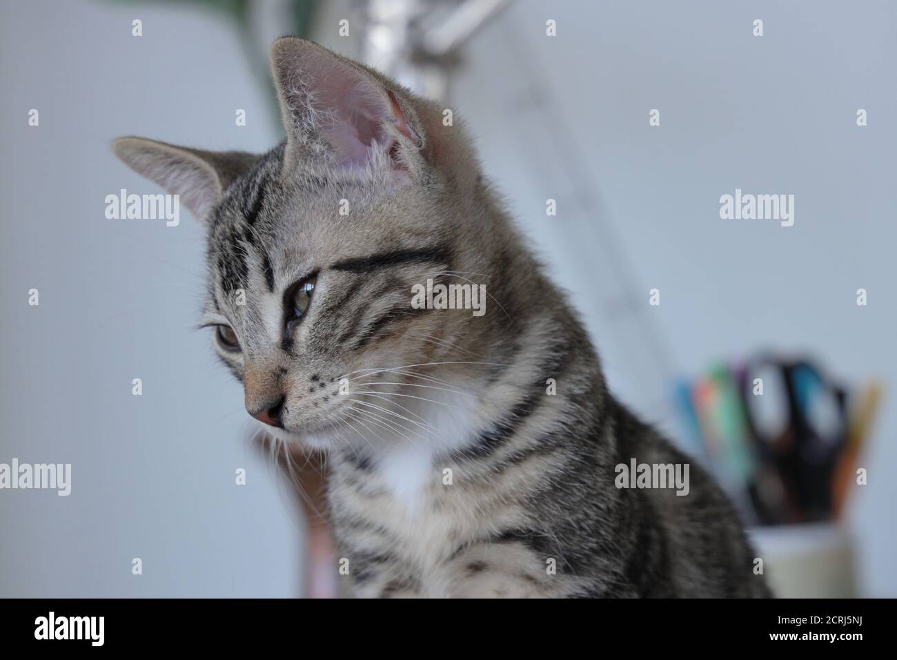 Closeup of a little cat Stock Photo