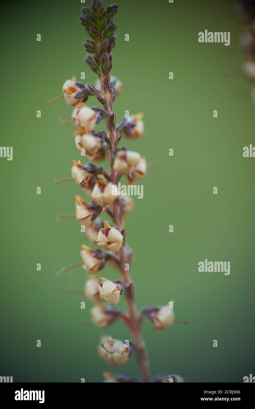 Detail of calling vulgarisms heather plants during fall season Stock Photo