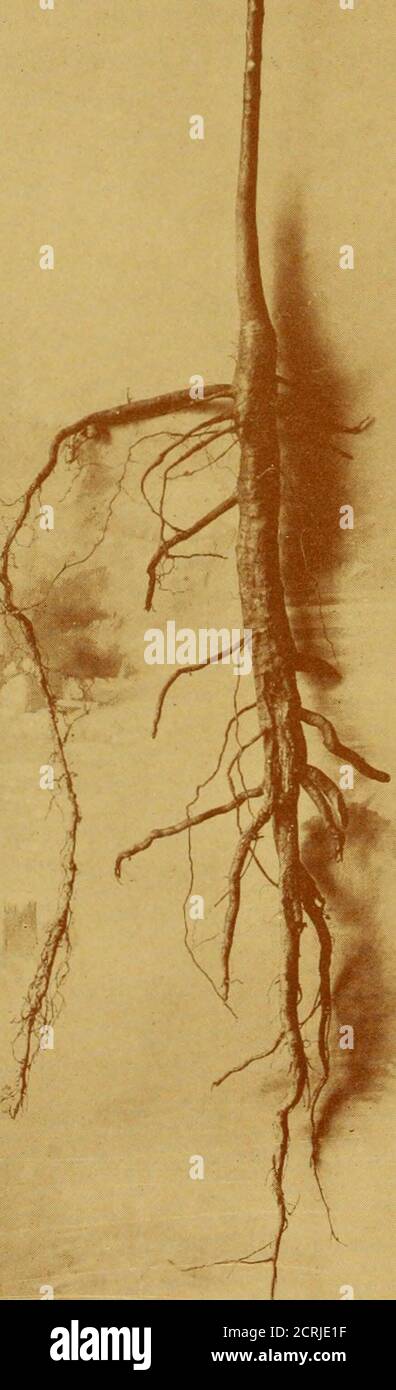 Walnut Deep Roots . Walnut growing in Oregon . ther nut trees, to send down a tap root ...