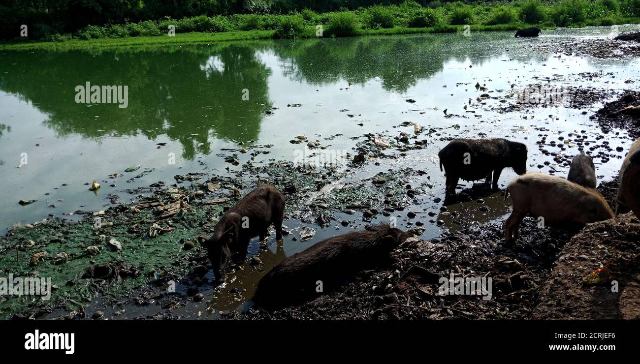 Indian pig eating garbage on gutter water in the forest Stock Photo Alamy