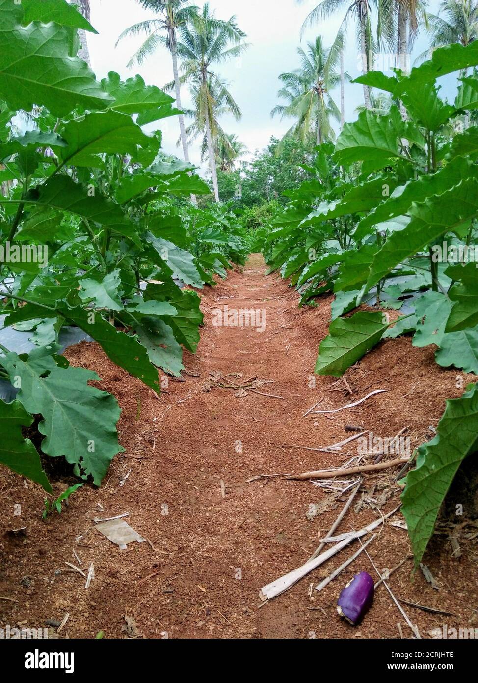 Flora vertical plants green hi-res stock photography and images - Alamy