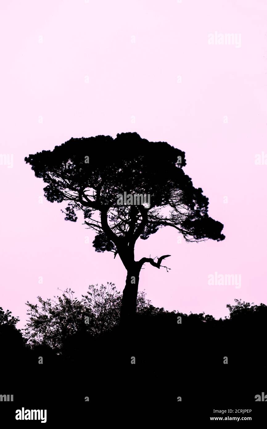 A Monterey Pine Pinus radiata silhouetted against evening light. Stock Photo