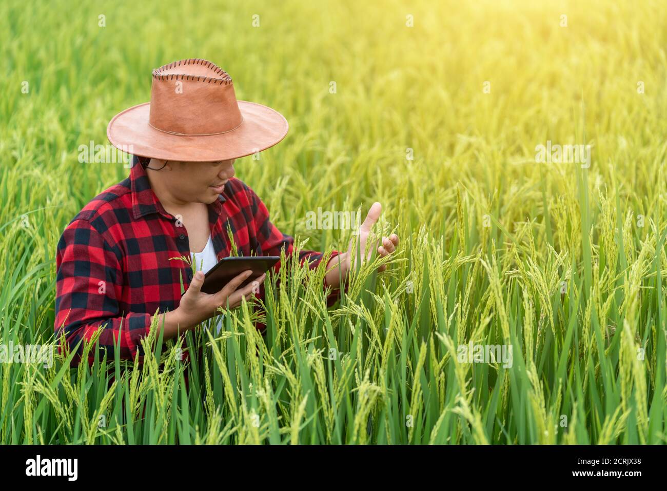 Asian young farmers is using the research tablet and studying the development of rice varieties in the field. To increase the productivity. Agricultur Stock Photo