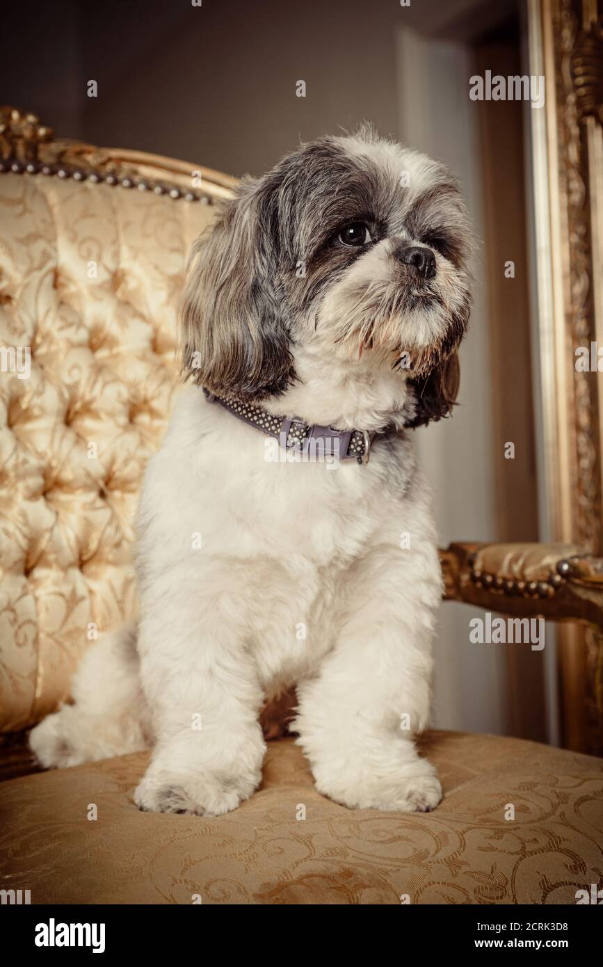Adorable Shih Tzu pedigree dog sitting on a gold chair Stock Photo