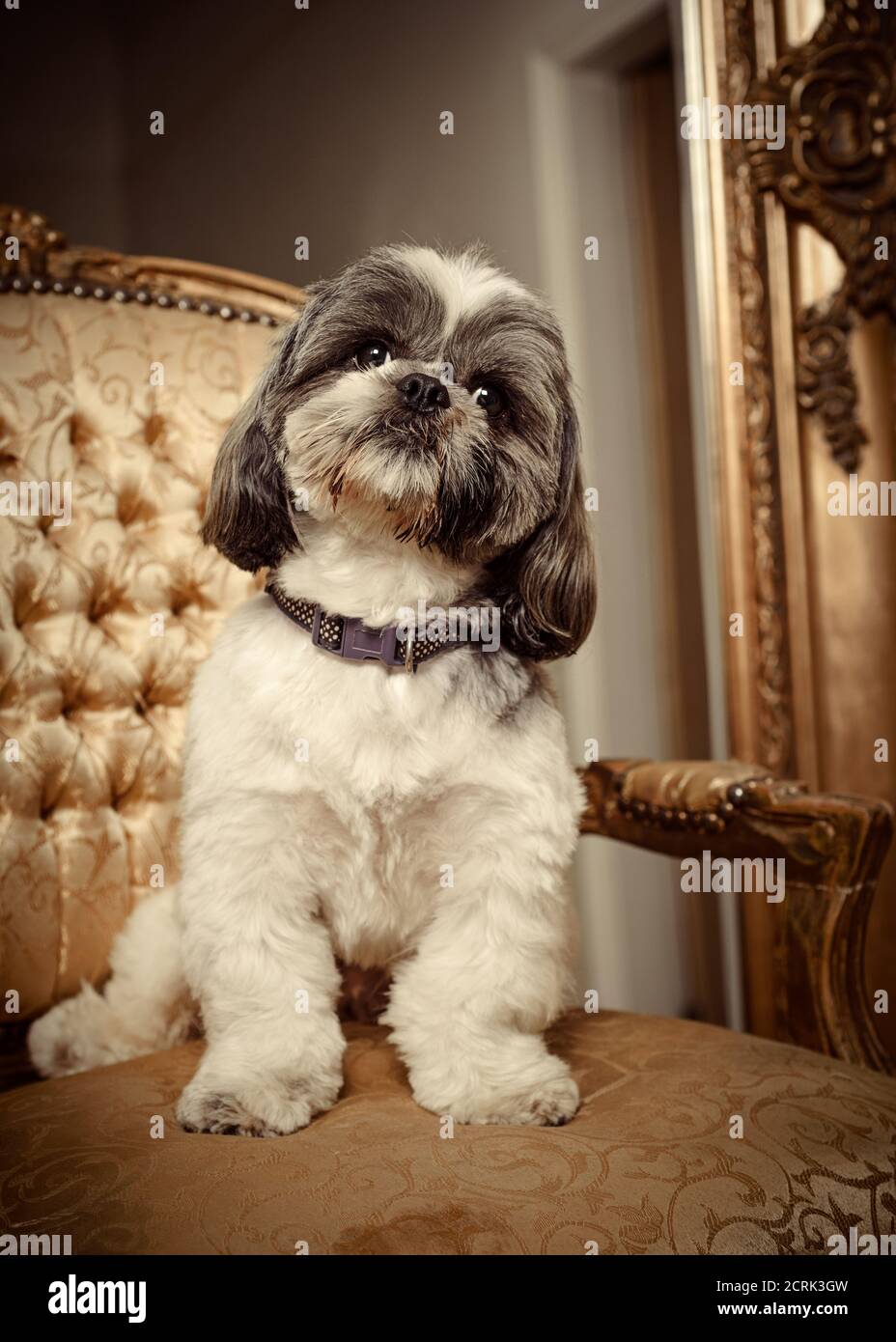 Adorable Shih Tzu pedigree dog sitting on a gold chair looking at the viewer Stock Photo