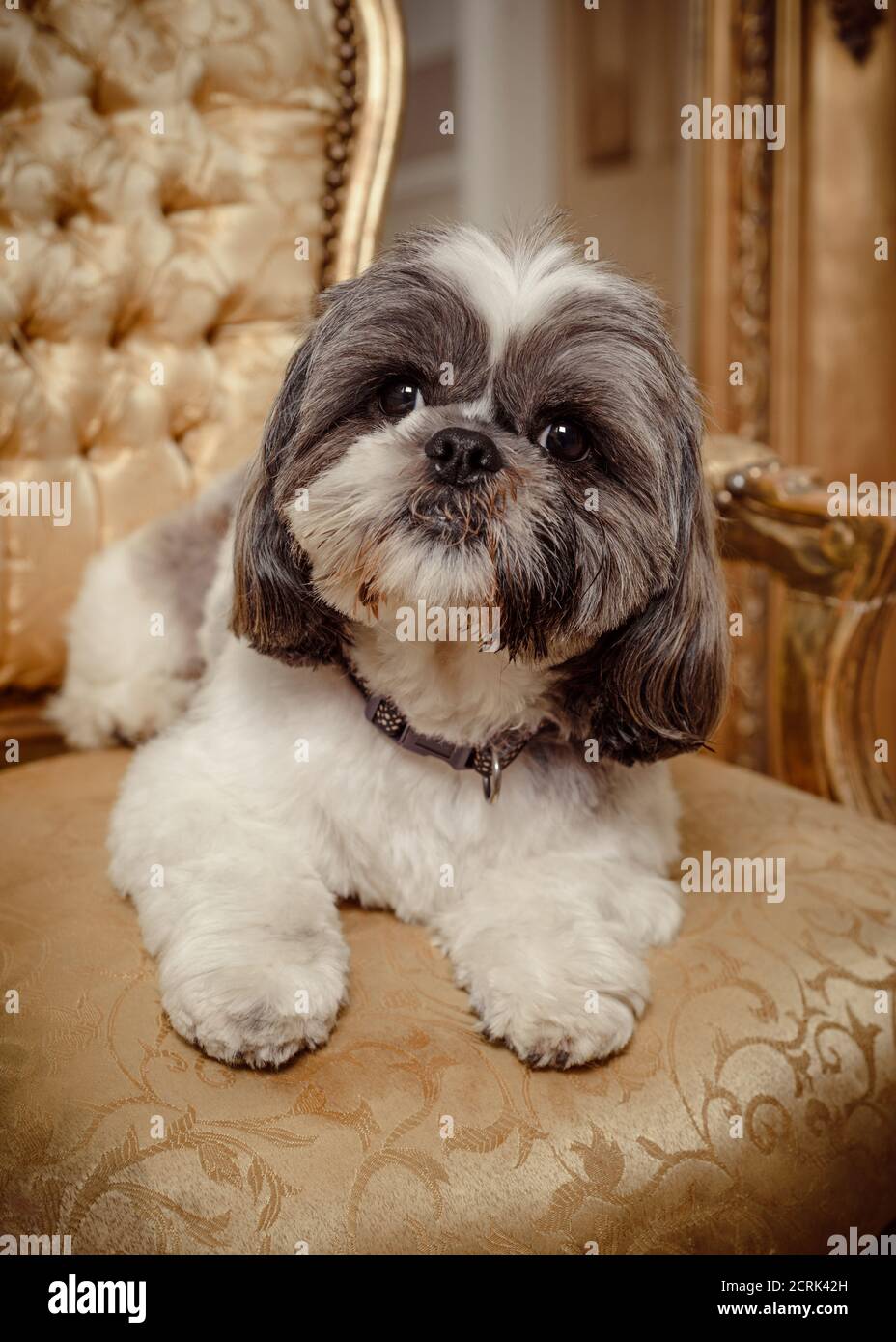 Adorable Shih Tzu pedigree dog lying on a gold chair looking at the viewer Stock Photo