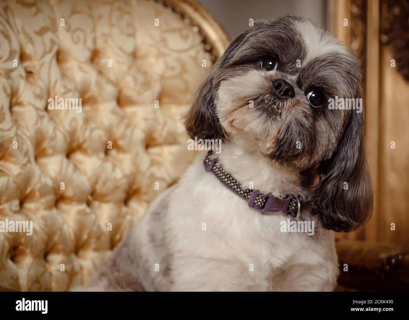 Is pedigree good for hotsell shih tzu