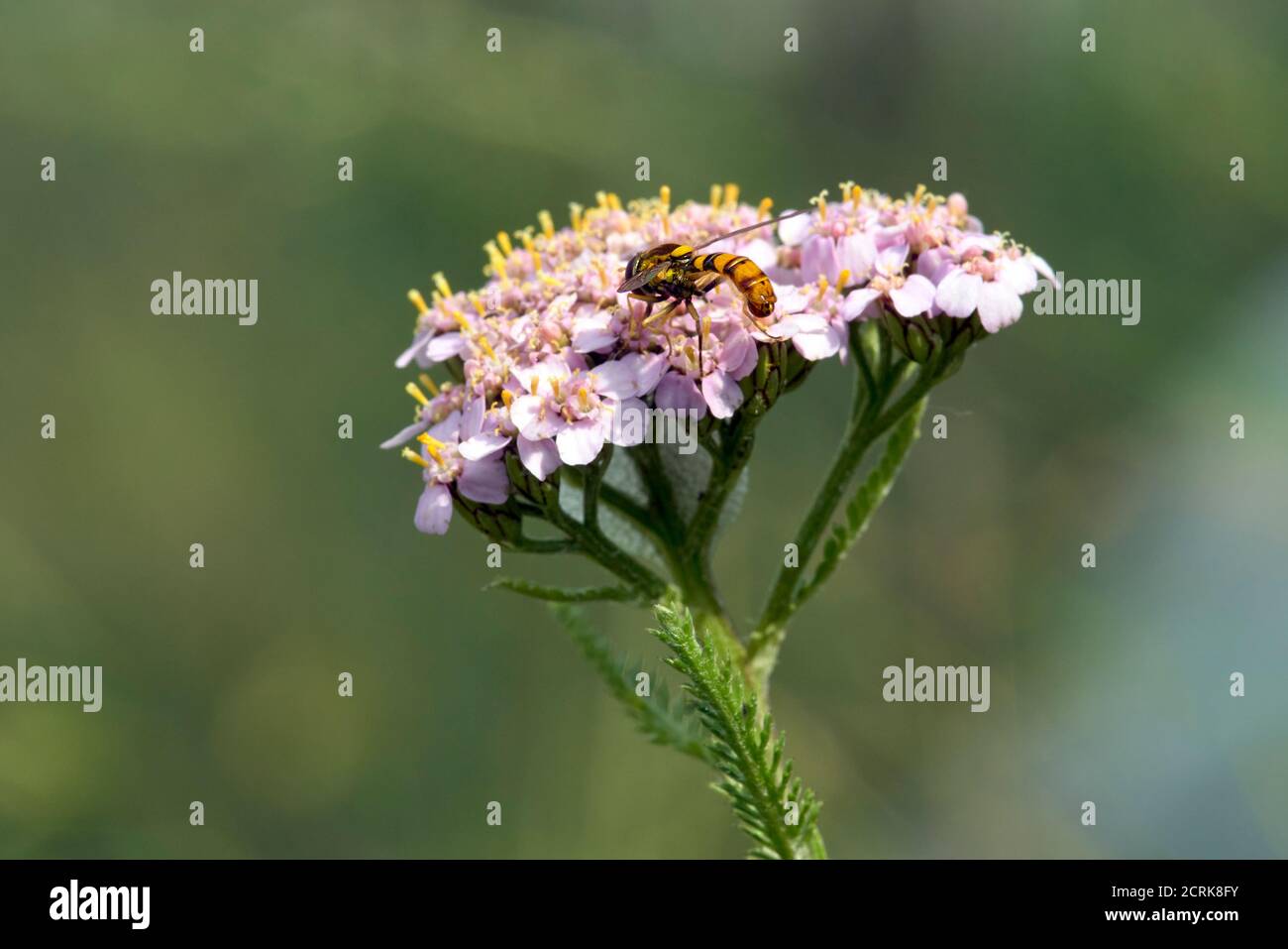 A fly eating on a globe candytuft Stock Photo