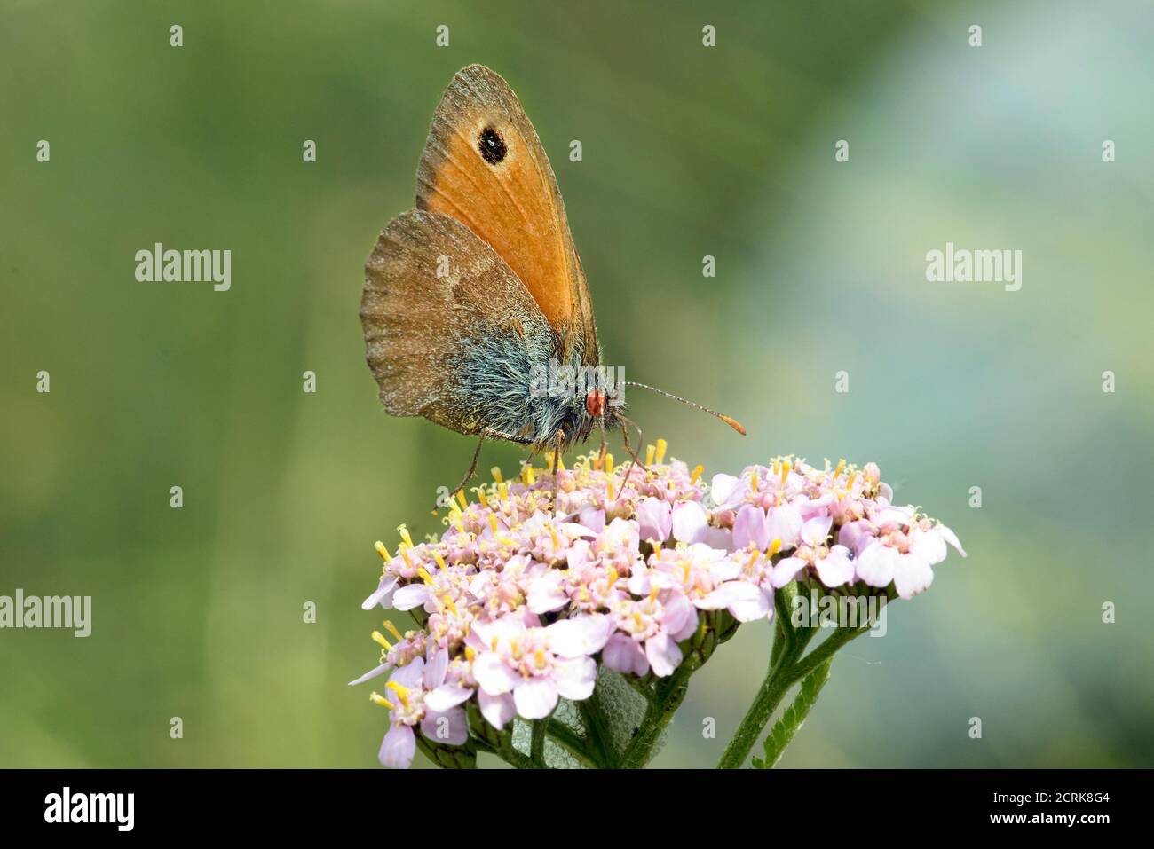 A butterfly posed on a globe candytuft Stock Photo