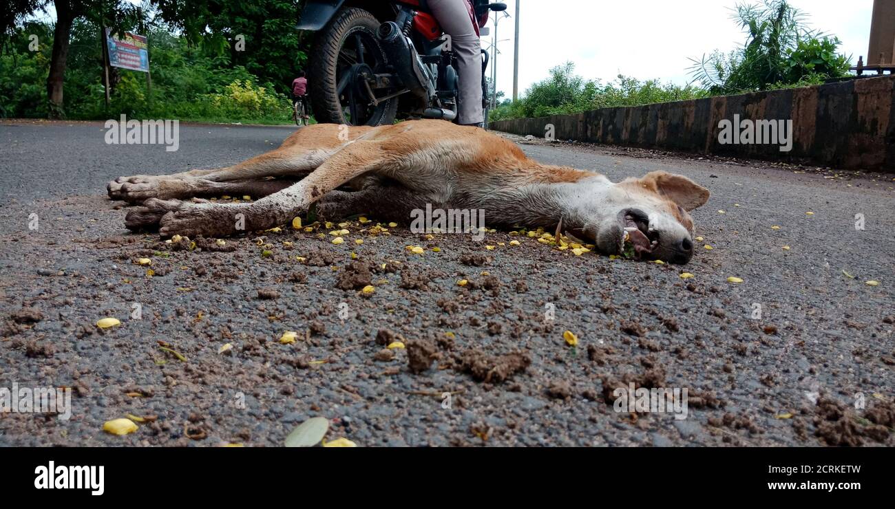 Urban wildlife victim hires stock photography and images Alamy