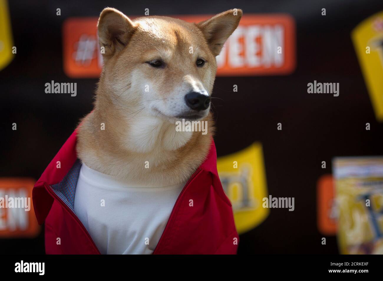 Shiba Inu Halloween Costume 2022 Halloween Shiba Inu Hi Res Stock Photography And Images Alamy